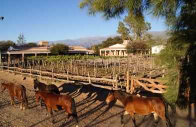 Magnificent bed and breakfast (12 rooms - 800 sqm) in SAN CARLOS - CAFAYATE (PROV.SALTA)