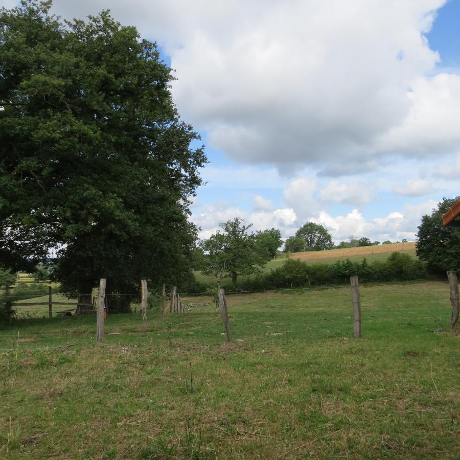 Photo 3 - Land planted with trees