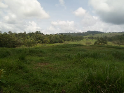 Magnificent land in SIQUIRRES, LA ALEGRÍA DE SIQUIRRES, LIMÓN. FINCA LA PERLA Magnificent land in SIQUIRRES, LA ALEGRÍA DE SIQUIRRES, LIMÓN. FINCA LA PERLA